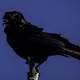 Crow standing on a branch