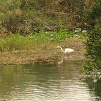 Egret Wading at Everglades National Park, Florida