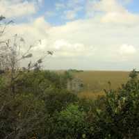 Across the Marsh at Everglades National  Park, Florida