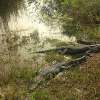 Alligators floating at Everglades National Park, Florida