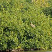 Bird in the trees at Everglades National Park, Florida