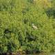 Bird in the trees at Everglades National Park, Florida