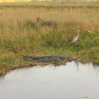 Landscape with Alligators and Heron at Everglades National Park, Florida