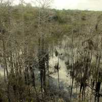 Marshes at Everglades National Park, Florida