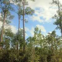 Pine Forest at Everglades National Park, Florida