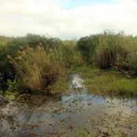 Pond with wildlife at Everglades National Park, Florida