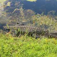 Alligator Sunbathing at Everglades National Park, Florida