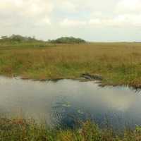 Landscape with Alligators at Everglades National Park, Florida