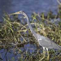 Grey Heron at the Water's Edge