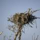 Large Bird Nest in Everglades National Park