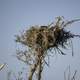 Large Bird Nest in Everglades National Park