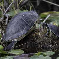 Large Turtle and Small Turtle