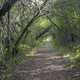 Overarching trees in the everglades