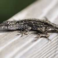 Small Lizard on the wood railing