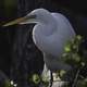 Snowy Egret standing in the swamp