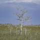 Tree in the middle of the Marsh at Everglades National Park