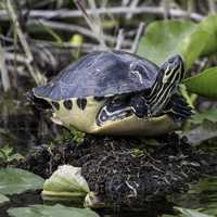 Turtle Sunbathing in the Anhinga Trail