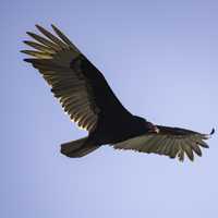 Vulture in flight in full Wingspan