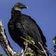 Vulture on a tree