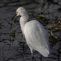 White Egret standing in water