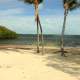 Beach and trees at Key Largo, Florida