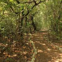Path between trees at Key Largo, Florida