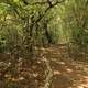 Path between trees at Key Largo, Florida