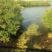 Sea bound Stream at Key Largo, Florida