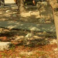 White Ibis walking around at Key Largo, Florida