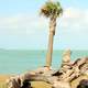 Tree at Park in Key West, Florida