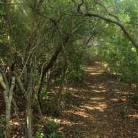 Darkened Forest Path at Long Key State Park, Florida