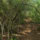 Darkened Forest Path at Long Key State Park, Florida