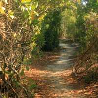 Forest walkway at Long Key State Park, Florida