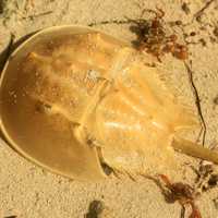 Horseshoe Crab Shell at Long Key State Park, Florida