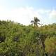 Looking at the forest canopy at Long Key State Park, Florida