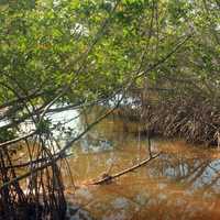 Mangrove Stream at Long Key State Park, Florida