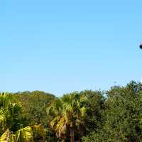 Lighthouse over the trees in St. Augustine, Florida