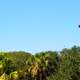 Lighthouse over the trees in St. Augustine, Florida