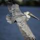 Pelican in Flight over the water