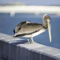 Pelican standing on the rail
