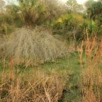 Bog at St. Sebastion River State Park, Florida