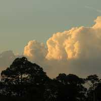 Clouds over trees at St. Sebastion River State Park, Florida