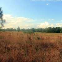 Landscape at St. Sebastion River State Park, Florida