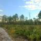 Path in the Park at St. Sebastion River State Park, Florida