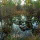 Pond in St. Sebastion River State Park, Florida