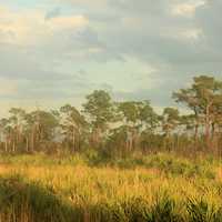 Sky and trees at St. Sebastion River State Park, Florida