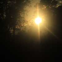 Sun through trees at St. Sebastion River State Park, Florida