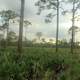 Trees and Field at St. Sebastion River State Park, Florida