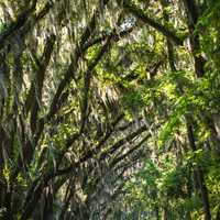 Trees arching over the road in Tallahassee, Florida