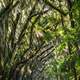 Trees arching over the road in Tallahassee, Florida